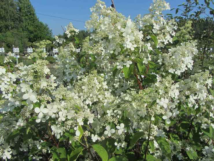Mustialanhortensia